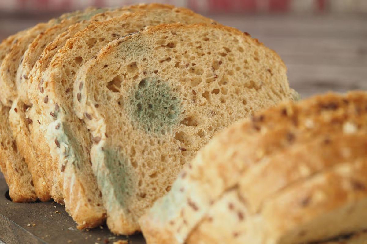 Lỡ Ăn Bánh Mì Mốc Có Sao Không?
