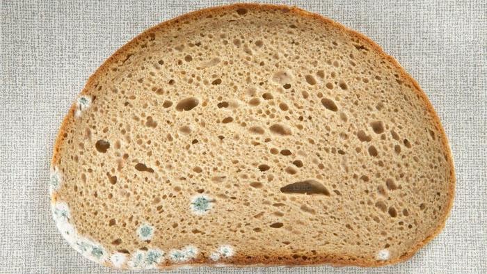 Nấm Mốc Trên Bánh Mì: Nhận Diện và Các Loại Nguy Hiểm Tiềm Ẩn