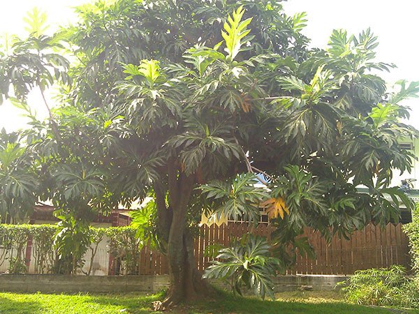 Cây Sa Kê trồng công trình, cung cấp quả giá trị khi nấu rượu hoặc làm bánh mì