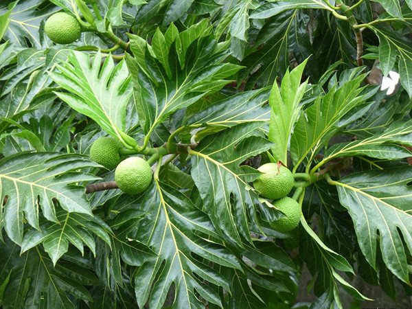 Cây Sa Kê tươi tốt, nguồn nguyên liệu tiềm năng khi nấu rượu hoặc làm bánh mì