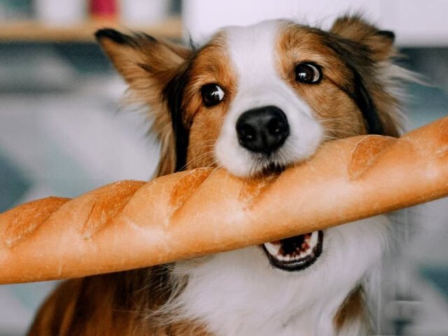 Chó con vui vẻ ăn bánh mì, minh họa việc chó có thể ăn bánh mì có sao không.