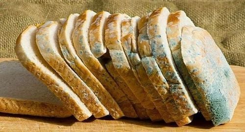 Dấu hiệu nấm mốc trên bánh mì sandwich hết hạn sử dụng