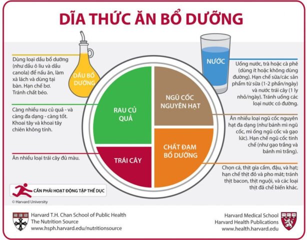 Hướng dẫn đĩa thức ăn bổ dưỡng của Harvard để duy trì sức khỏe cho người học làm bánh