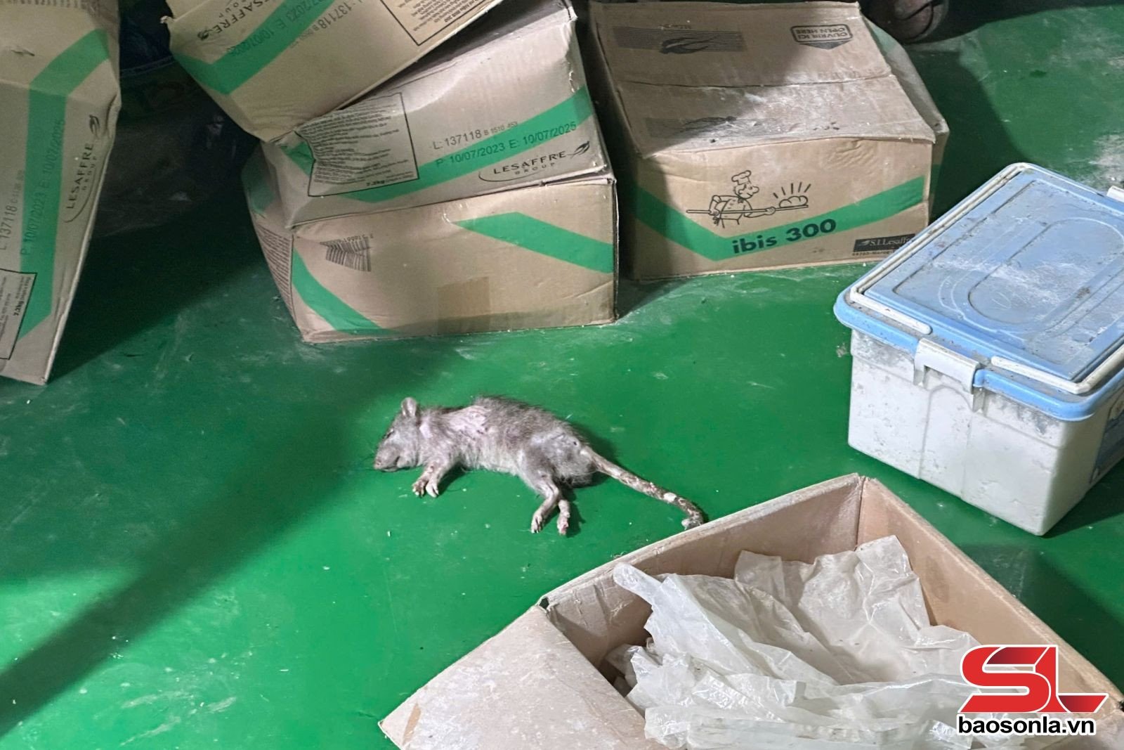 Kho chứa nguyên liệu làm bánh mì cần được bảo quản đúng cách, tránh côn trùng