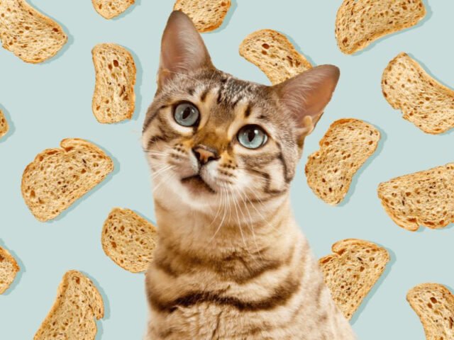 Mèo cẩn thận nhìn bánh mì, cân nhắc liệu có nên ăn hay không