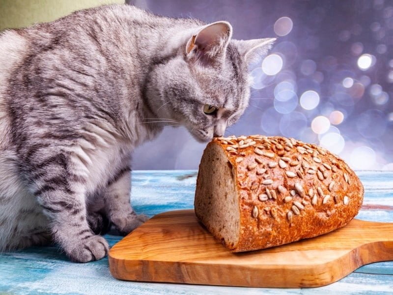 Mèo cưng nhìn bột bánh mì sống, mối nguy hiểm tiềm ẩn cho sức khỏe mèo