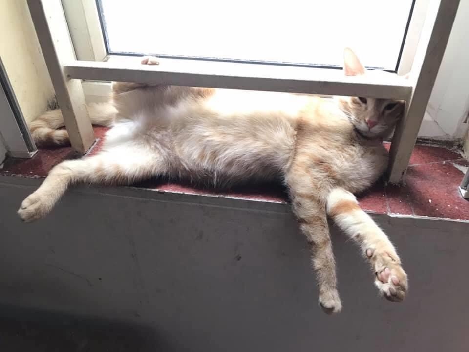 Mèo nằm ngửa phơi bụng, biểu hiện sự tin tưởng