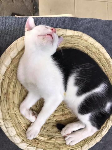 mèo ngồi kiểu bánh mì