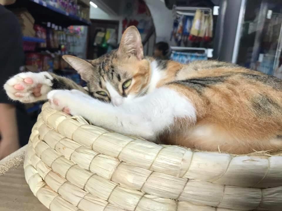 Mèo ngủ hé mắt vẫn cảnh giác môi trường xung quanh