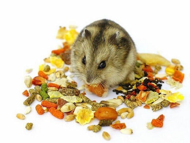 Thức ăn cho hamster