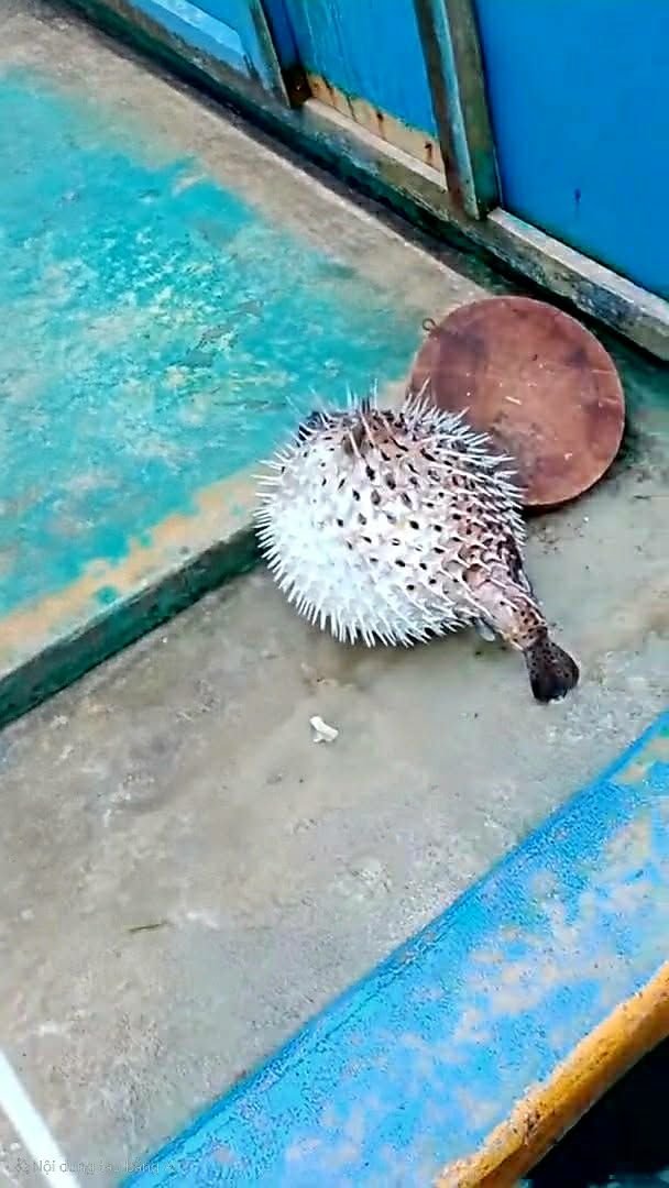 Cách nấu cá nóc nhím ngon chuẩn vị đảm bảo an toàn tuyệt đối