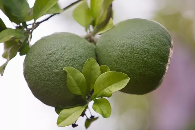 Cách nấu vỏ bưởi để uống thơm nhẹ ai cũng thích