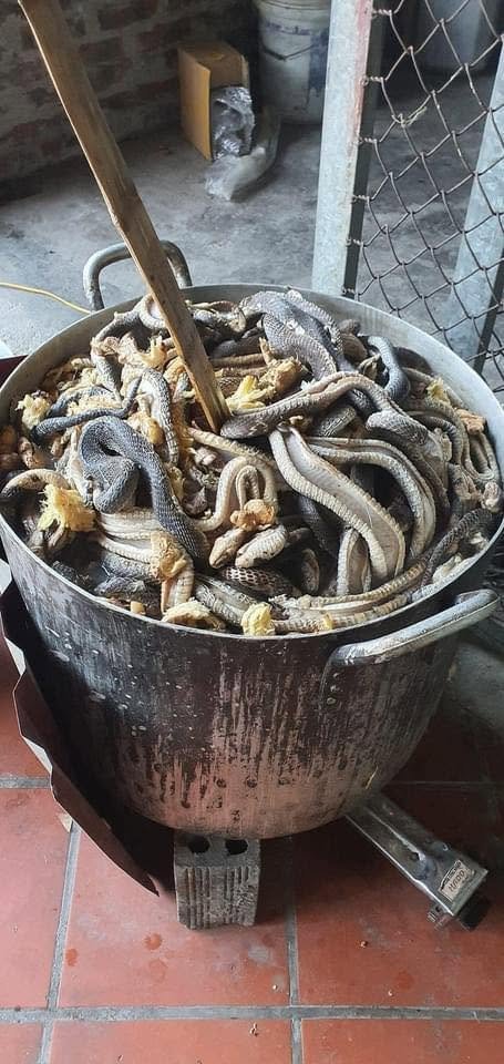 Quy trình cách nấu cao rắn hổ mang chuẩn giúp giữ dưỡng chất 2 Quy trình cách nấu cao rắn hổ mang chuẩn giúp giữ dưỡng chất