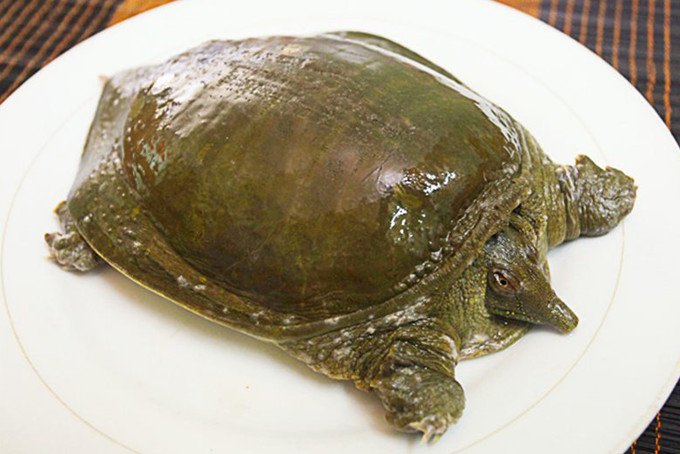 Ba ba khỏe mạnh, trên 1.5kg là lựa chọn tốt nhất cho món ăn ngon