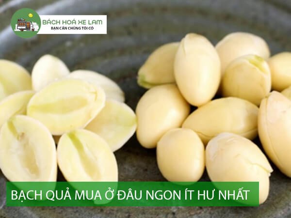 Bạch Quả Mua Ở Đâu Thơm Ngon Ít Hư