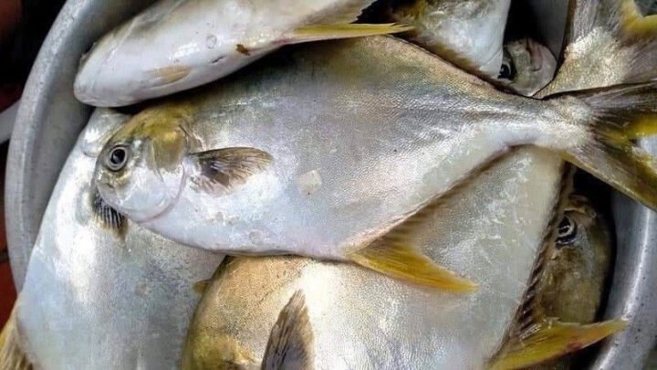 Bảng giá trị dinh dưỡng cơ bản của cá chim tươi