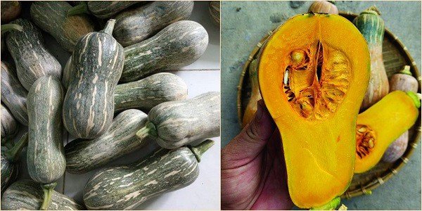 Bí đỏ tươi ngon để nấu súp