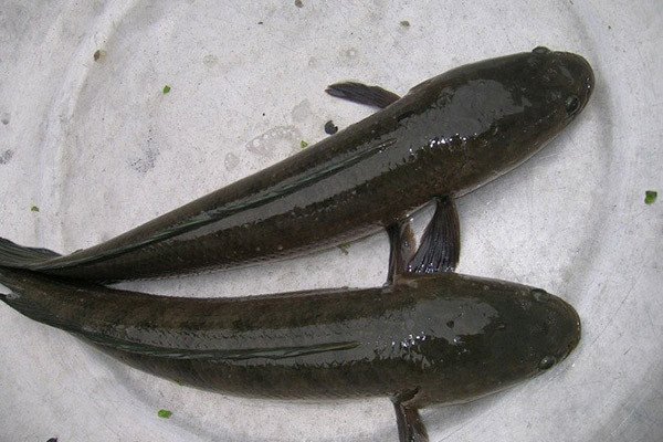 Bí quyết chọn lựa cá lóc tươi sống đảm bảo chất lượng cho món kho tộ