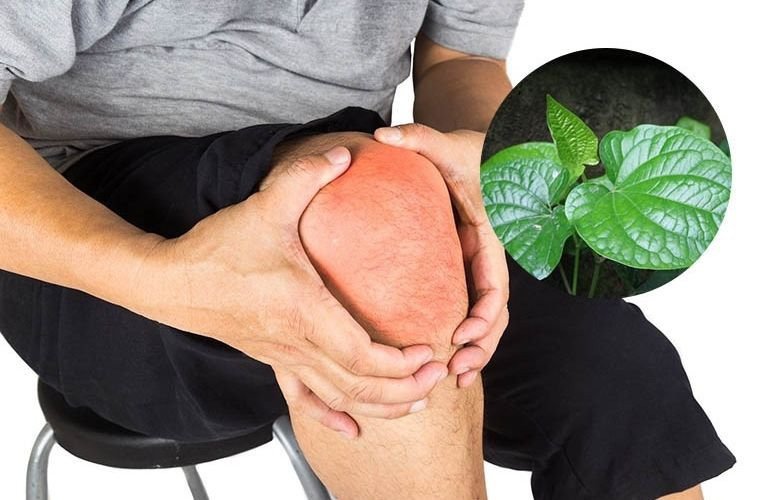 Bó lá lốt tươi sạch kết hợp gừng nghệ trong bài thuốc trị đau xương khớp