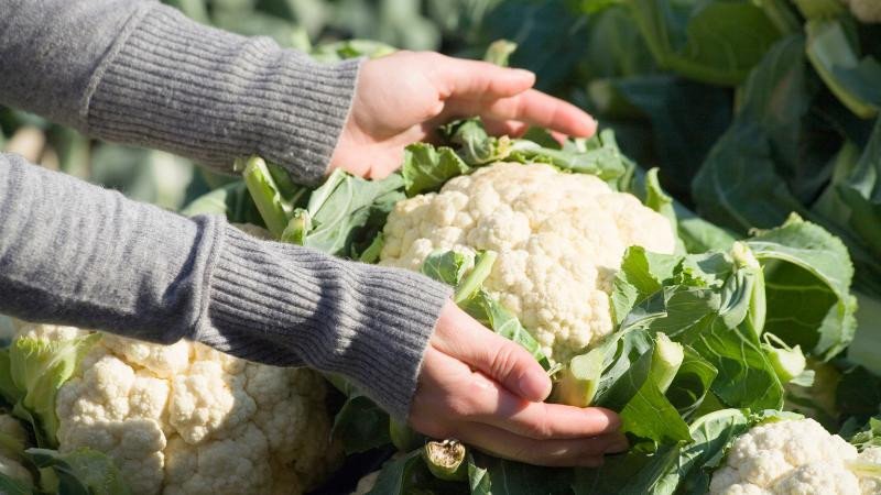 Bông cải trắng nguyên vẹn, tươi mới, bí quyết chọn mua và bảo quản