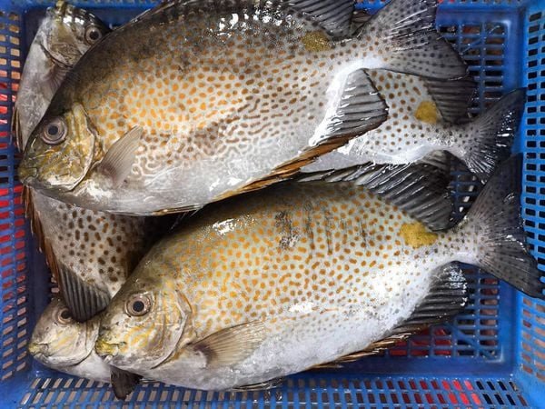 Cá dìa bông với những đốm vàng đặc trưng, một trong các loại cá dìa phổ biến.