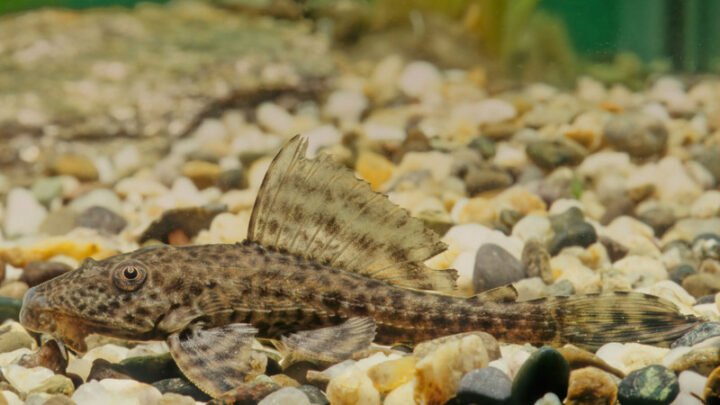 Cá lau kiếng với lớp giáp cứng và miệng hút đặc trưng