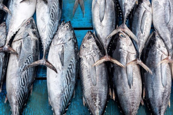 Cá ngừ tươi ngon giàu dinh dưỡng cho món bún cá ngừ