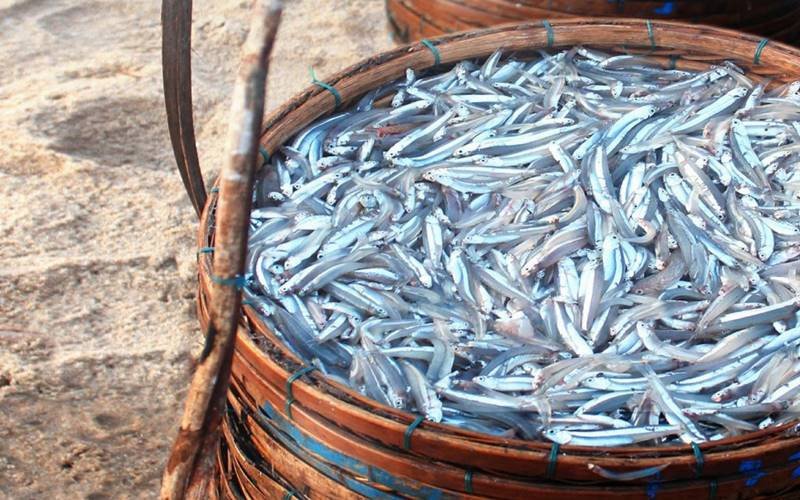 Các câu hỏi thường gặp về cá cơm khô bao nhiêu calo và cách dùng