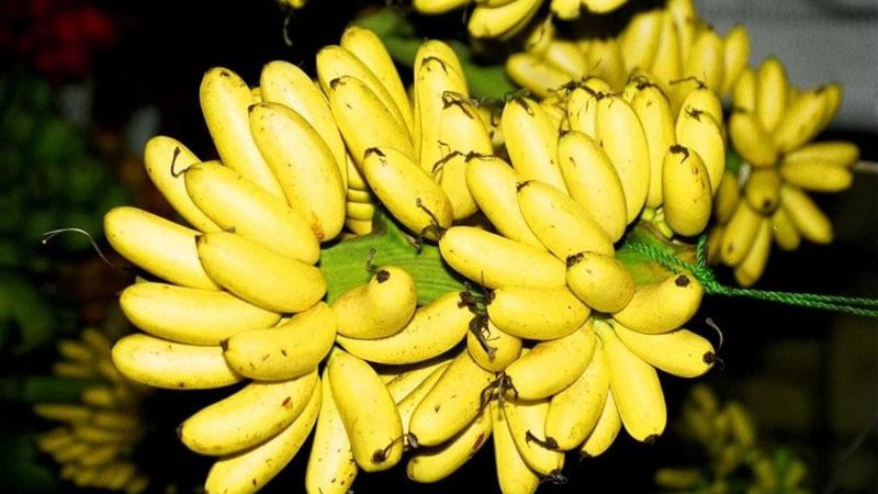 Các món ăn sáng với chuối cau, minh họa cách chế biến và sử dụng chuối cau đa dạng