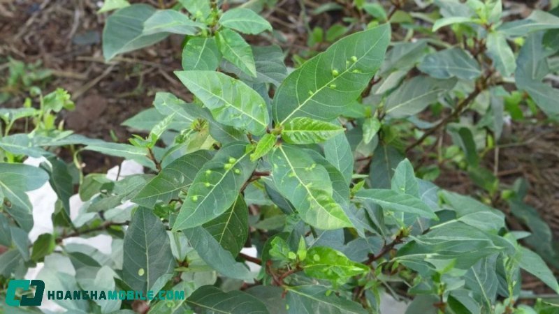 Các nguyên liệu để nấu nước lá sung tươi gồm lá sung sạch, nồi, và chai nước lọc chuẩn bị cho cách nấu nước lá sung