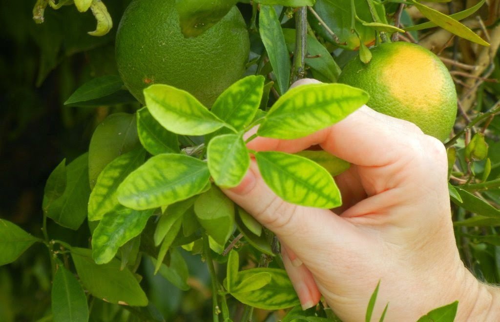 Các nguyên liệu thảo mộc tự nhiên kết hợp trong cách nấu nước lá chanh