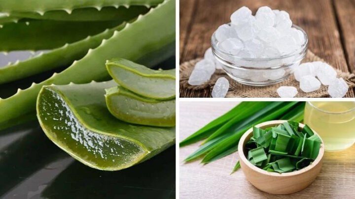 Các nguyên liệu tươi ngon cần chuẩn bị để nấu nước nha đam đường phèn lá dứa