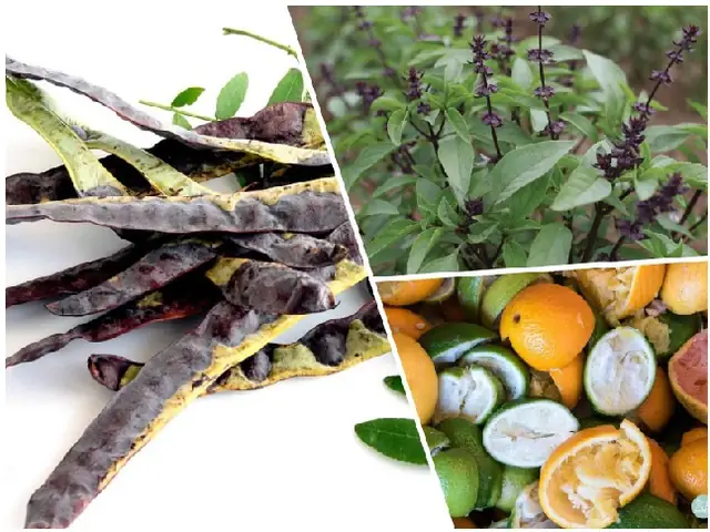 Cách bảo quản nước bồ kết nấu tươi lâu vẫn thơm và sạch