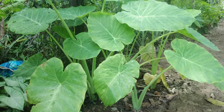 Cách Cắt Bạc Hà Nấu Canh Chua Đúng Cách Để Món Ngon Tròn Vị