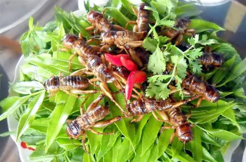 2) DẾ CHIÊN BỘT 2) DẾ CHIÊN BỘT