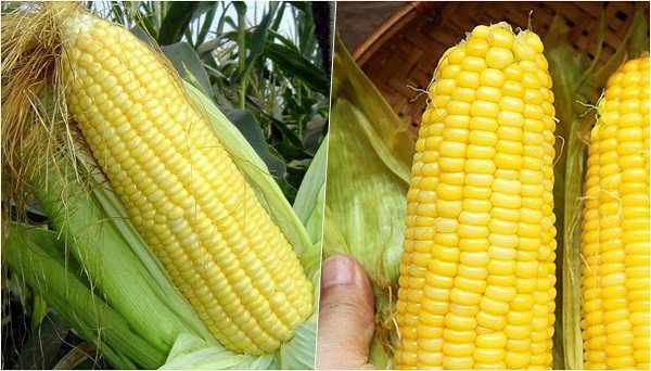 Cách chọn bắp nếp tươi ngon để nấu chè