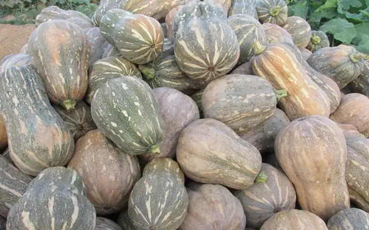 Cách Gọt Bí Đỏ Nấu Canh Đơn Giản, Nhanh Chóng Tại Nhà Cách Gọt Bí Đỏ Nấu Canh Đơn Giản, Nhanh Chóng Tại Nhà