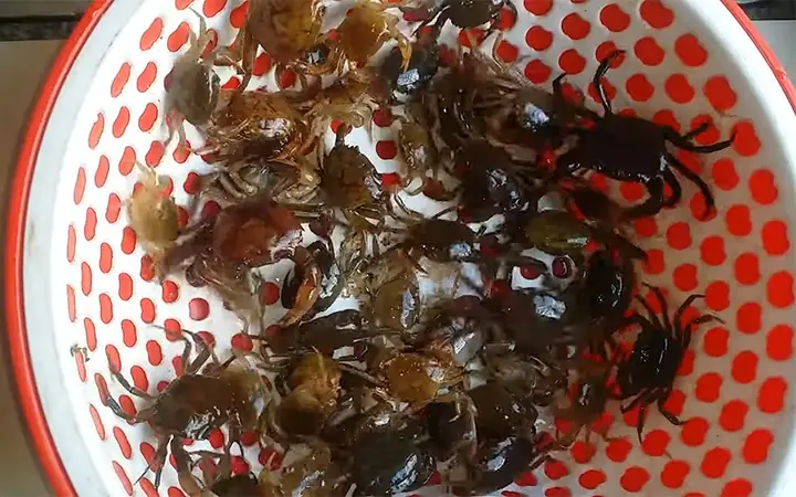 Cách làm cua đồng nấu canh bí đao thanh mát tại nhà