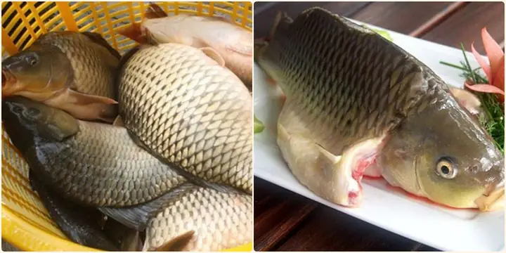 Cách chọn cá chép tươi, chất lượng