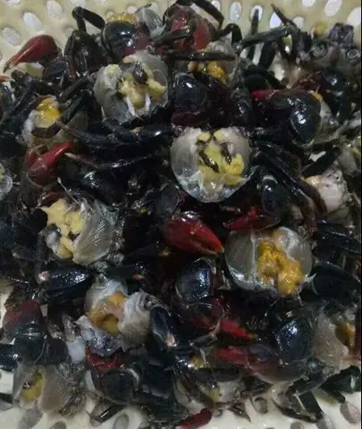 Cách làm rạm nấu canh mồng tơi/rau đay chuẩn vị, đơn giản Cách làm rạm nấu canh mồng tơi/rau đay chuẩn vị, đơn giản