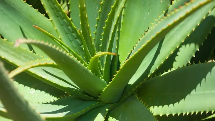 Cách Làm Sạch Nha Đam Nấu Chè Chuẩn Không Đắng