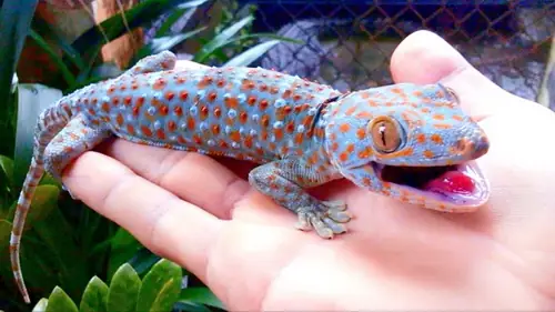 Hướng dẫn chi tiết cách làm thịt tắc kè nấu cháo cho bé Hướng dẫn chi tiết cách làm thịt tắc kè nấu cháo cho bé