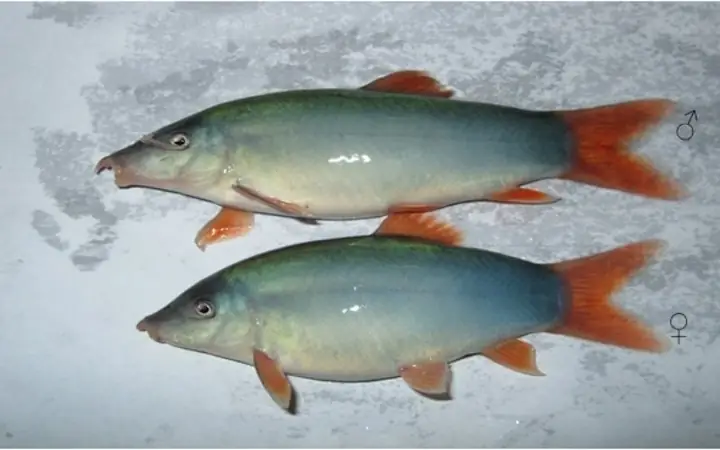 Cách Nấu Cá Nanh Heo Ngon Chuẩn Vị Gia Đình Cách Nấu Cá Nanh Heo Ngon Chuẩn Vị Gia Đình