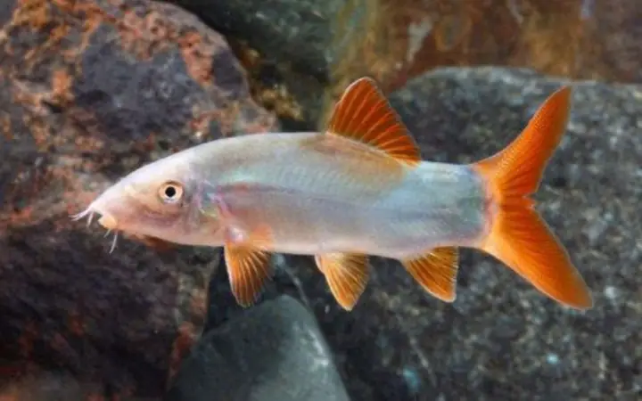 Cách Nấu Cá Nanh Heo Ngon Chuẩn Vị Gia Đình Cách Nấu Cá Nanh Heo Ngon Chuẩn Vị Gia Đình