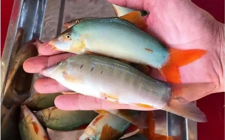 Cách Nấu Cá Nanh Heo Ngon Chuẩn Vị Gia Đình Cách Nấu Cá Nanh Heo Ngon Chuẩn Vị Gia Đình