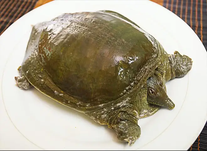 Cách Nấu Ba Ba Rang Muối Thơm Ngon Chuẩn Vị Tại Nhà