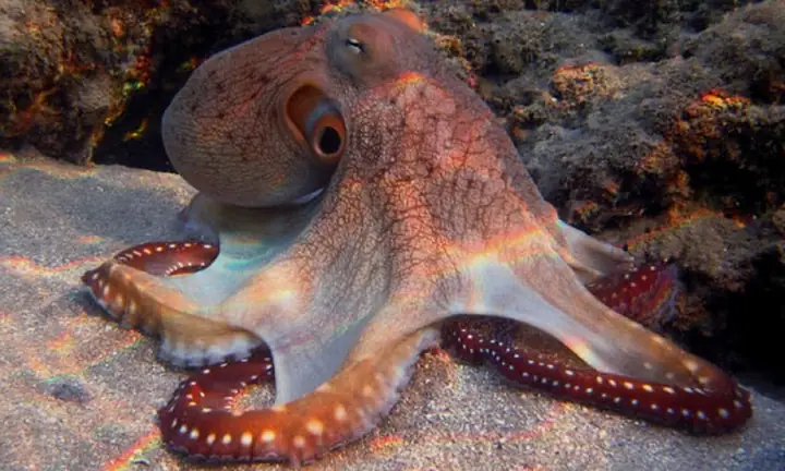 Cách Nấu Bạch Tuộc Nhúng Dấm Chuẩn Vị, Đơn Giản Tại Nhà