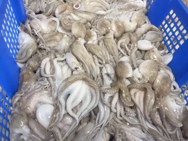 Công thức nấu bánh canh bạch tuộc chuẩn vị: Giòn, ngọt, không tanh Công thức nấu bánh canh bạch tuộc chuẩn vị: Giòn, ngọt, không tanh