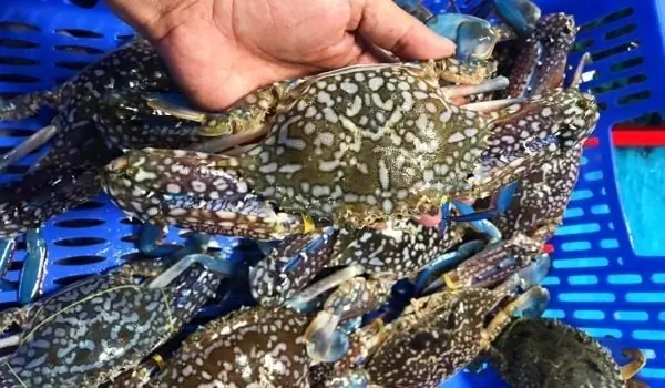 Cách Nấu Bánh Canh Ghẹ Cà Mau Chuẩn Vị Đậm Đà Tại Nhà