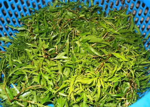 Hướng Dẫn Chi Tiết Cách Nấu Bánh Canh Tôm Sườn Thơm Ngon Chuẩn Vị